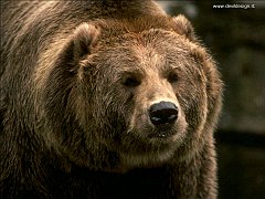 Orso1 copia